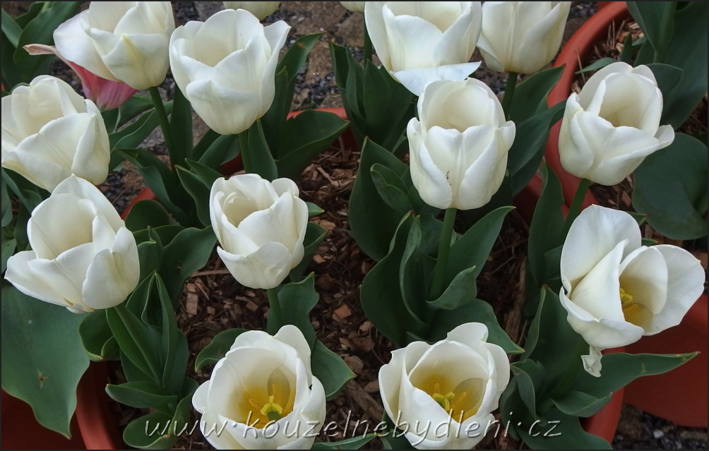 K rychlení jsou vhodné především narcisy, hyacinty, tulipány, modřence, krokusy a i drobné cibuloviny jako ladoňky, bledule, sněženky.