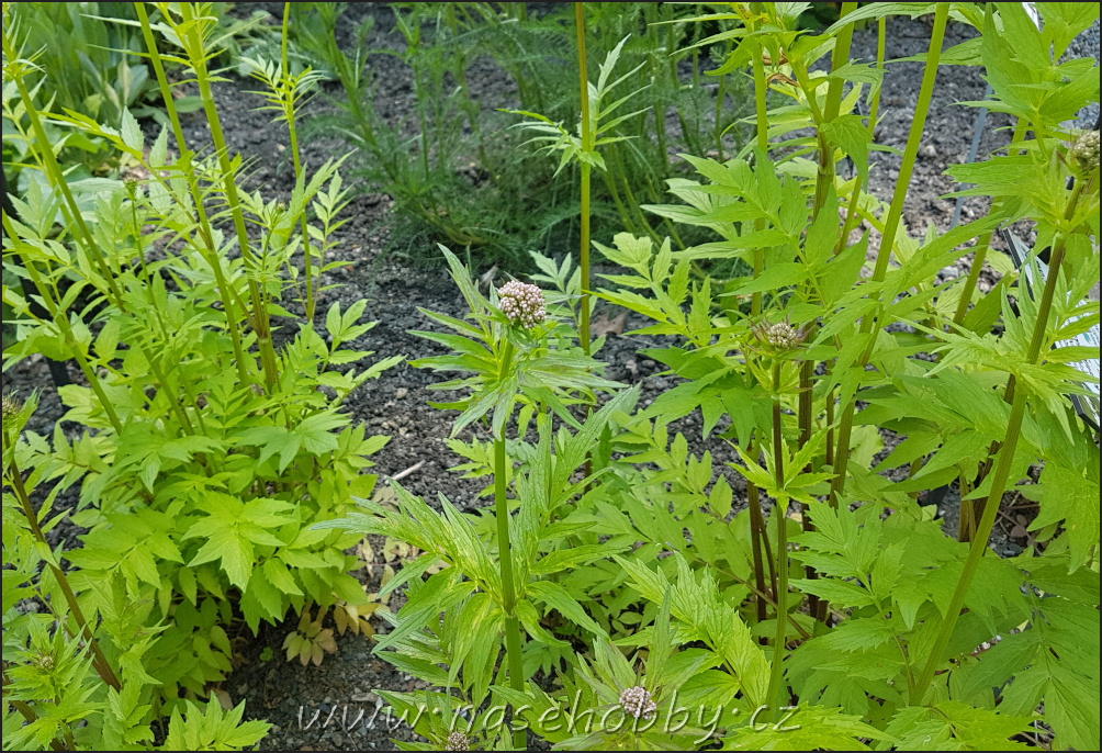 Valeriánské kapky (Valeriana officinalis) - bylinnou tinkturu pro zklidnění organismu nemá na svědomí žádná Valerie, ale německá abatyše Hildegarda 