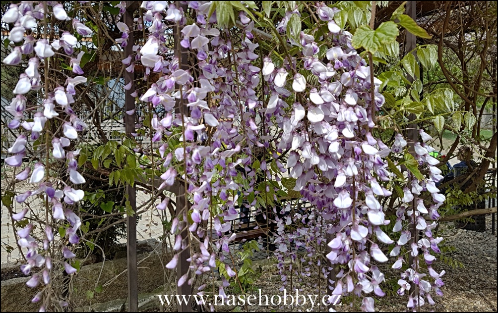 fialové květy popínavé rostliny Vistárie